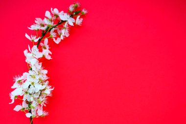 Kırmızı arka planda beyaz kuş kirazı çiçekleri. Uzayı metin için kopyala. Bayram ya da davetiye için parlak kart. Bahar geldi..