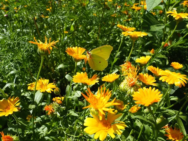 Bir lahana kelebeği bir takvim çiçeğinin üzerinde oturur. Pieris sutyen, Pieridae familyasından bir kelebek. Calendula, Asteraceae familyasından bir bitki cinsidir. Sarı çiçeklerdeki böcek. Yaklaş. — Stok fotoğraf