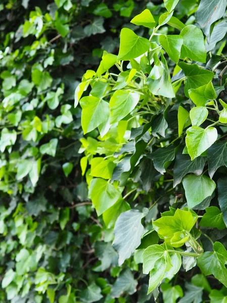 Hojas y brotes jóvenes de hiedra trepan por la pared. Bosque europeo. Planta parásita rastrera. Follaje verde. Hoja triangular. Hiedra común o Hedera helix. Arbusto trepador Evergreen, planta trepadora. —  Fotos de Stock