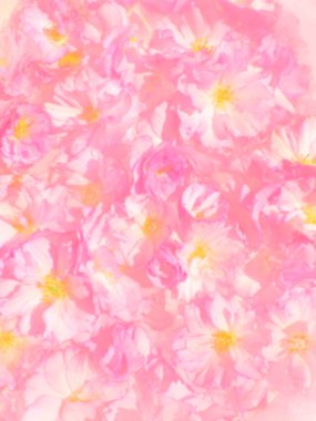 Pembe çiçekler kirazlı sakura arka plan. Çiçek duvarı çizimi. Yumuşak seçici odaklanma. Tatil kartpostalı. Pembe taç yaprakları ve sarı mamalar. Güzel arka plan. Bulanık sanat. Bahar kiraz çiçeği