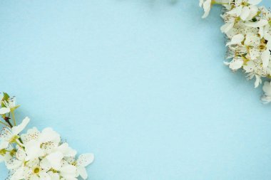 Mavi arka planda beyaz kuş kirazı çiçekleri. Uzayı metin için kopyala. Bayram ya da davetiye için parlak kart. Bahar geldi..