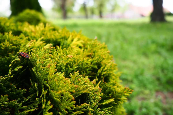 Sheared thuja on the lawn. Shaping the crown of thuja. Garden and park. Floriculture and horticulture. Landscaping of urban and rural areas. Yellow-green leaves and needles of coniferous plant — 图库照片