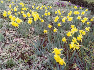 Çimenlikteki sarı nergis ya da kentsel bir çevredeki çiçek tarhı. Bahçe düzenleme. Narcissus Narcissus, Amaryllis familyasından bir bitki cinsidir. Bunlar yoğun ampullerle donatılmış bitkiler.