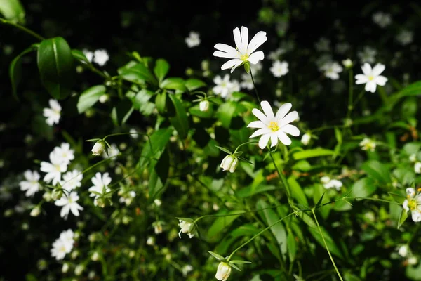 Το Starflower Stellaria είναι ένα γένος ανθοφόρων φυτών στην οικογένεια Carnation. Φυτό ψείρες. Λευκά λουλούδια στο δάσος. Fruska Gora, Σερβία. όμορφη άγρια. — Φωτογραφία Αρχείου