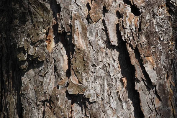 Cork, bark, bast and cambium of a pine close-up. Woody, wooden background in brown color. Rough surface of a tree trunk. Wood industry and environmental protection — Zdjęcie stockowe