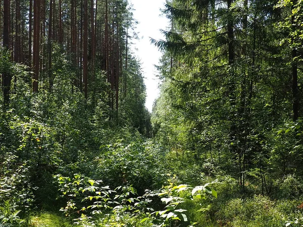 Picea spruce, a genus of coniferous evergreen trees in the pine family Pinaceae. Coniferous forest in Karelia. Spruce branches and needles. The problem of ecology, deforestation and climate change — Stock Photo, Image