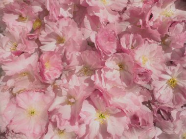 Pembe çiçekler kirazlı sakura arka plan. Çiçek duvarı. Yumuşak seçici odaklanma. Tatil kartpostalı. Pembe taç yaprakları ve sarı mamalar. Güzel arka plan. Yaprak sanatı. Bahar kiraz çiçeği. Prunus serrulata.