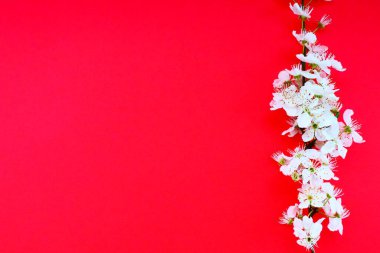 Kırmızı arka planda beyaz kuş kirazı çiçekleri. Uzayı metin için kopyala. Bayram ya da davetiye için parlak kart. Bahar geldi..