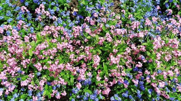 Beni-unutma-lar. Boraginaceae familyasındaki Myosotis çiçekleri. Unutma beni otları ya da akrep otları. Myosotis alpestris çimenleri ve çiçek tarlalarını süslemek için küçük çiçekler. Bahçe düzenlemesi.