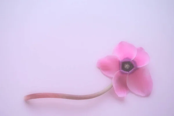 Cyclamen flower from below on pink purple background with blurred tender focus. One flower with five petals, Stem without leaves. Copy space. Foggy effect Beautiful exquisite cyclamen flower postcard.