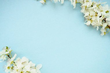Mavi arka planda beyaz kuş kirazı çiçekleri. Uzayı metin için kopyala. Bayram ya da davetiye için parlak kart. Bahar geldi.