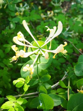 Hanımefendiler bahçede çiçek açar. Lonicera Caprifolium 'un beyaz ve sarı çiçekleri yeşil yapraklara karşı. Çiçekçilik ve bahçıvanlık. Caprifoliaceae ailesinde kemerli çalılar ya da sarmaşıklar