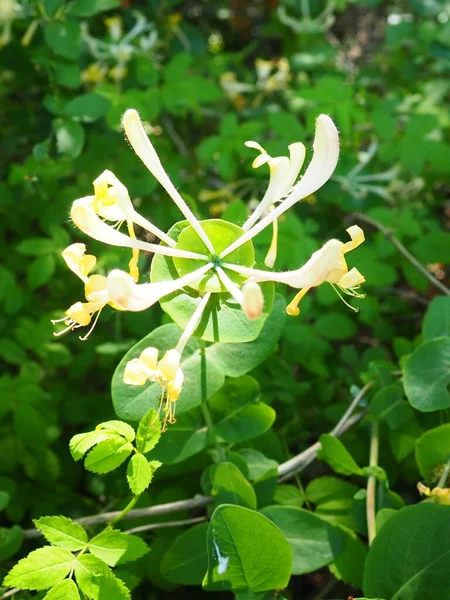 金银花在花园里盛开 金银花的白色和黄色花朵 与绿叶相映成趣 花卉栽培和园艺 金合欢科的拱形灌木或缠绕藤蔓 — 图库照片