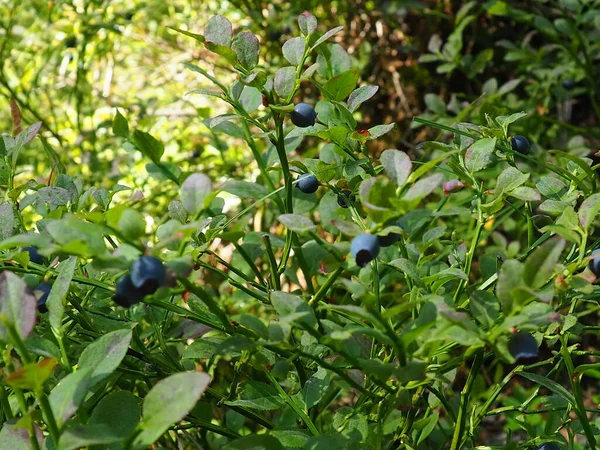 Blueberry Blueberry Myrtle Vaccinium Myrtillus Een Geslacht Van Heesters Uit — Stockfoto