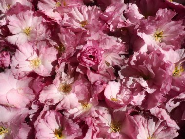 Pembe çiçekler kirazlı sakura arka plan. Çiçek duvarı. Yumuşak seçici odaklanma. Tatil kartpostalı. Pembe taç yaprakları ve sarı mamalar. Güzel arka plan. Yaprak sanatı. Bahar kiraz çiçeği. Prunus serrulata