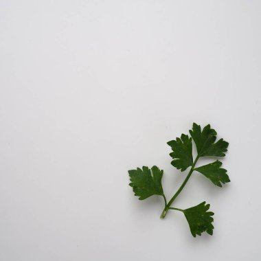 Petroselinum crispum, bir ila iki yaşındaki bitki şemsiyesi familyası Umbelliferae. Kereviz kokulu veya kereviz kokulu Apium Graveolens, Apiaceae bitkisi. Beyaz arkaplan