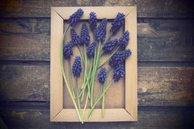 Ahşap çerçevede mavi bahar çiçekleri. Ahşap bir arka planda Muscari Ermeniacum. Parlak kartpostal, tebrikler. Kopyalama uzayı hala düz yaşam alanı. Retro vintage tarzı. Ermeni üzüm sümbülü