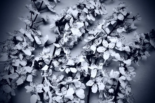 鳥の桜の白い花 休日や招待状のカード 春の時間だ 霧のようなぼやけた写真 要約穏やかな春のぼかし 枝にはたくさんの花があります 白黒モノクロ写真 — ストック写真