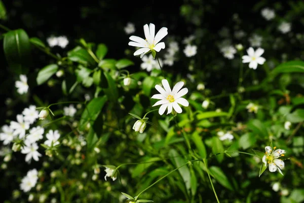 Starflower Stellaria นสก ลของพ ชดอกในตระก Carnation าไม ดอกไม ขาวในป โกวา — ภาพถ่ายสต็อก