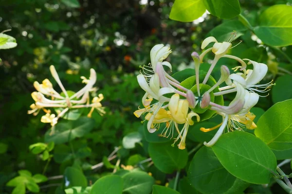 Honeysuckle Blooms Garden White Yellow Flowers Lonicera Caprifolium Green Leaves — ストック写真