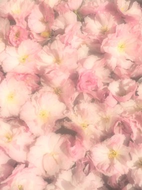 Pembe çiçekler kirazlı sakura arka plan. Çiçek duvarı. Yumuşak seçici odaklanma. Tatil kartpostalı. Pembe taç yaprakları ve sarı mamalar. Güzel arka plan. Bulanık sanat. Bahar kiraz çiçeği. Prunus serrulata