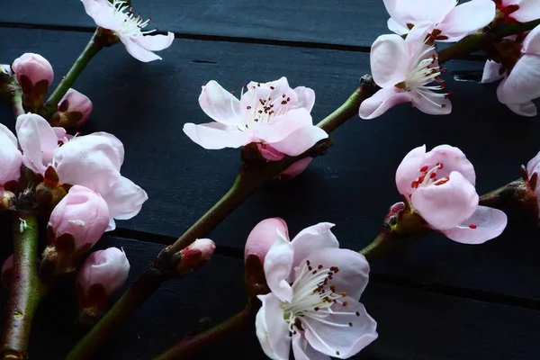 Ramitas Con Flores Rosadas Manzano Melocotonero Sobre Tablas Negras Delicadas — Foto de Stock