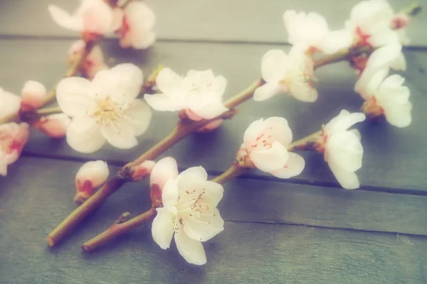Twigs Pink Blossoms Apple Peach Tree Black Boards Delicate Inflorescences — Stock Photo, Image