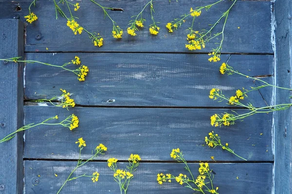 Κίτρινα Άνθη Κραμβόσπορου Απλωμένα Κύκλο Ξύλινο Φόντο Αγριολούλουδα Είναι Τακτοποιημένα — Φωτογραφία Αρχείου