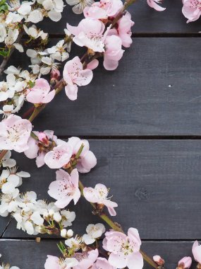 Üzerinde pembe elma çiçekleri olan dallar ya da kara tahtada şeftali ağacı. Karşı ışıkta narin şişkinlikler. Bahar teması, tatil, spa, kadın güzelliği, ev içi. Uzayı düz olarak kopyala