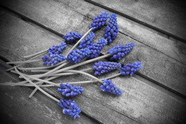 Ahşap arka planda mavi bahar çiçekleri. Ahşap bir arka planda Muscari Ermeniacum. Parlak kartpostal, tebrikler. Kopyalama uzayı hala düz yaşam alanı. Esmer eski ahşap. Ermeni üzüm sümbülü