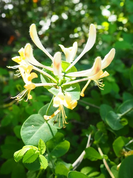 金银花在花园里盛开 金银花的白色和黄色花朵 与绿叶相映成趣 花卉栽培和园艺 金合欢科的拱形灌木或缠绕藤蔓 — 图库照片