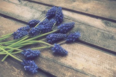Ahşap arka planda mavi bahar çiçekleri. Ahşap bir arka planda Muscari Ermeniacum. Parlak kartpostal, tebrikler. Kopyalama uzayı hala düz yaşam alanı. Esmer eski ahşap. Ermeni üzüm sümbülü