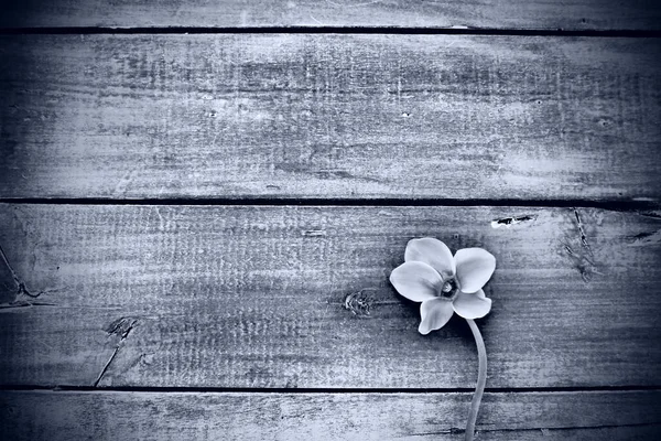 Cyclamen flower on a black wooden background. One flower with five petals, Copy space. Floral card with cyclamen. Rustic pastoral style. Black and white monochrome. With regret. Sorry postcard.