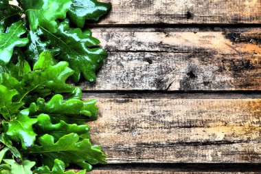 Islak meşe yaprakları ve sol taraftan dallar. Tahta kaplama arka plan, metin için boş alan. Uzayı kopyala Ekoloji, bahar, yeşil ekonomi teması. Kartpostal ya da poster