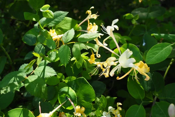 Honeysuckle Blooms Garden White Yellow Flowers Lonicera Caprifolium Green Leaves —  Fotos de Stock