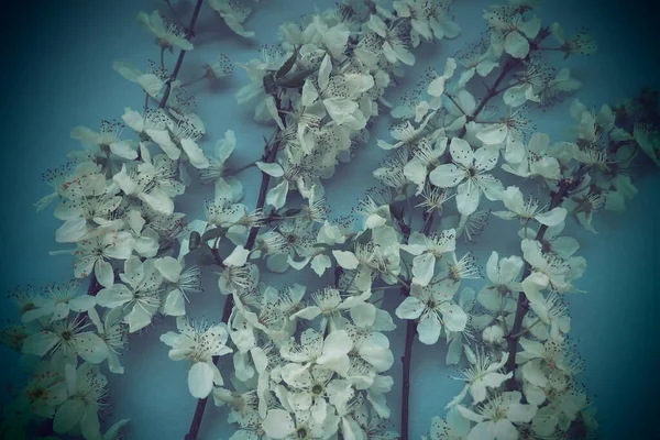 Weiße Blüten Der Vogelkirsche Auf Blauem Hintergrund Postkarte Für Den — Stockfoto