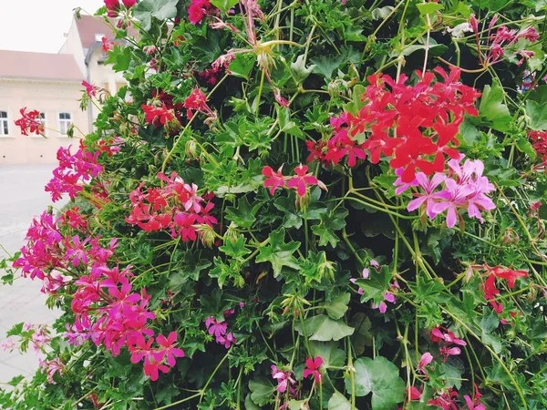 Blooming Red Pink Ivy Geranium Pelargonium Vertical Design Landscaping Streets — Stock Photo, Image