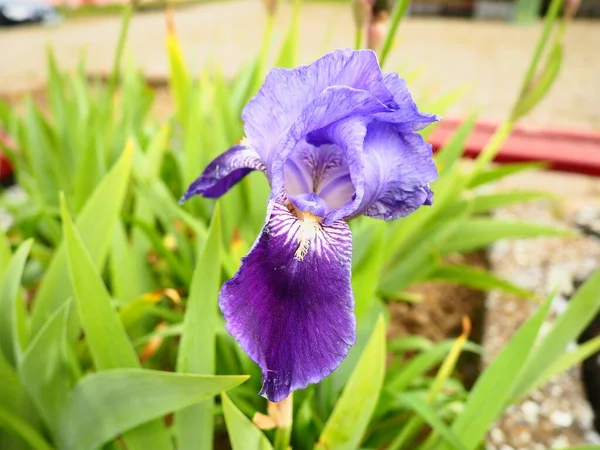 Flor Íris Íris Roxa Azul Família Iridaceae Belo Canteiro Flores — Fotografia de Stock