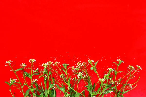 Blommor Herdar Väska Röd Bakgrund Kopiera Utrymme För Text Kort — Stockfoto