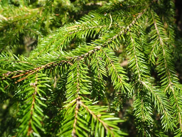 Świerk Picea Rodzaj Iglastych Wiecznie Zielonych Drzew Rodziny Pinaceae Las — Zdjęcie stockowe