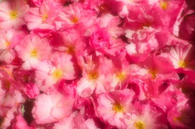 Pembe çiçekler kirazlı sakura arka plan. Çiçek duvarı. Yumuşak seçici odaklanma. Tatil kartpostalı. Pembe taç yaprakları ve sarı mamalar. Güzel arka plan. Yaprak sanatı. Bahar kiraz çiçeği. Prunus serrulata