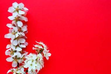 Kırmızı arka planda beyaz kuş kirazı çiçekleri. Uzayı metin için kopyala. Bayram ya da davetiye için parlak kart. Bahar geldi.