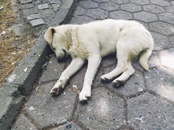 流浪狗睡在街上的瓷砖上 这只动物伸出爪子 闭上眼睛 其余的无家可归者 城市的问题 路上的歌 轻质羊毛 — 图库照片