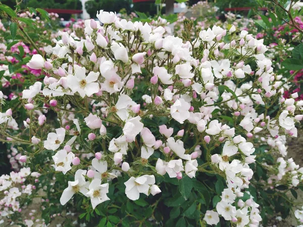 Non Double Simple White Spray Ground Cover Roses Multi Flowered — ストック写真