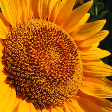 The Helianthus sunflower is a genus of plants in the Asteraceae family. Annual sunflower and tuberous sunflower. Agricultural field. Blooming bud with yellow petals. Furry leaves. Serbia agriculture. clipart