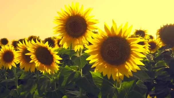 Helianthus Asteraceae Annual Tuberous Sunflower Agricultural Field Summer Heat Sun — Stockvideo