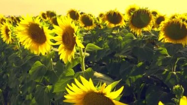 Helianthus Asteraceae. Annual tuberous sunflower. Agricultural field. Summer heat. Sun rays sunset. Serbia. Yellow atmospheric sky. Sun glare. Oblique rays over the horizon