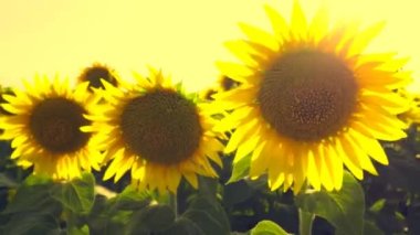 Helianthus Asteraceae. Yıllık tüberküloz ayçiçeği. Tarım alanı. Yaz sıcağı. Gün batımı. Sırbistan. Sarı atmosferik gökyüzü. Güneş parlıyor. Ufukta belirsizlik ışınları beliriyor