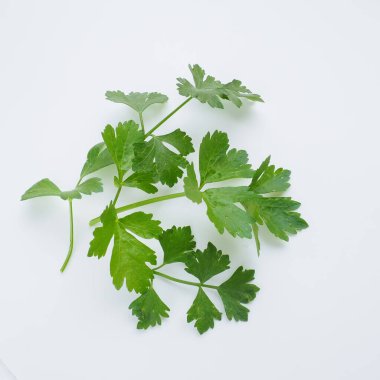 Petroselinum crispum, bir ila iki yaşındaki bitki şemsiyesi familyası Umbelliferae. Kereviz kokulu veya kereviz kokulu Apium Graveolens, Apiaceae bitkisi. Beyaz arkaplan