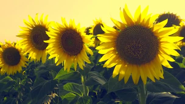 학명은 Helianthus Asteraceae 여름의 세르비아 대기권의 따가운 지평선 — 비디오